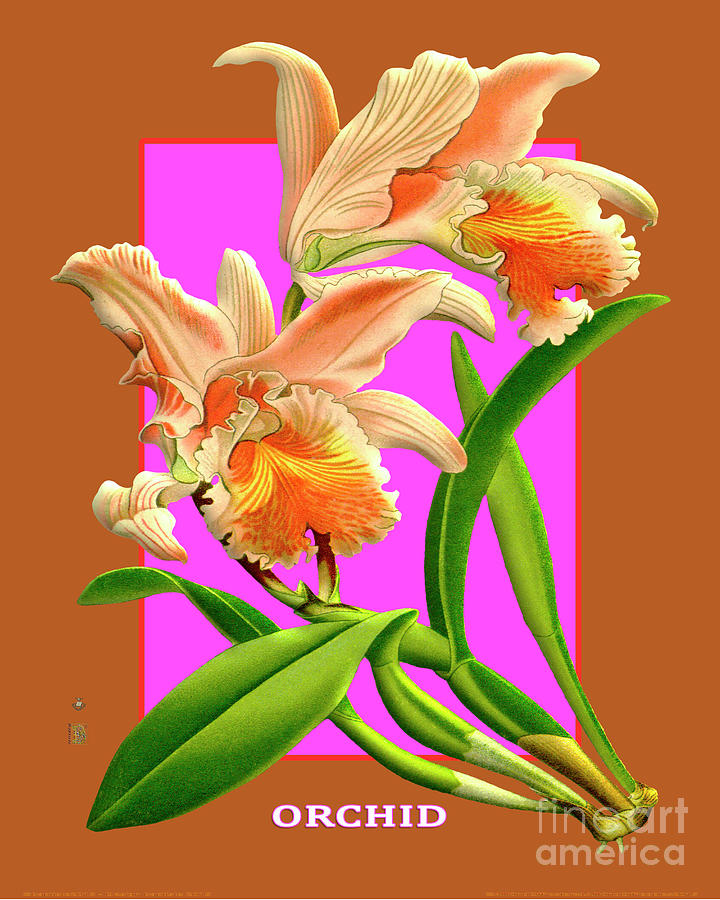 Vintage Digital Art - Vintage Orchid Exotic Flower Plant Orchideae Plantae by Baptiste Posters