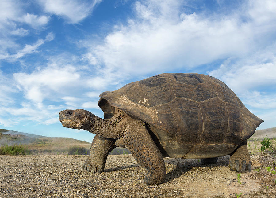 Volcan Alcedo Giant Tortoise #3 Photograph by Tui De Roy