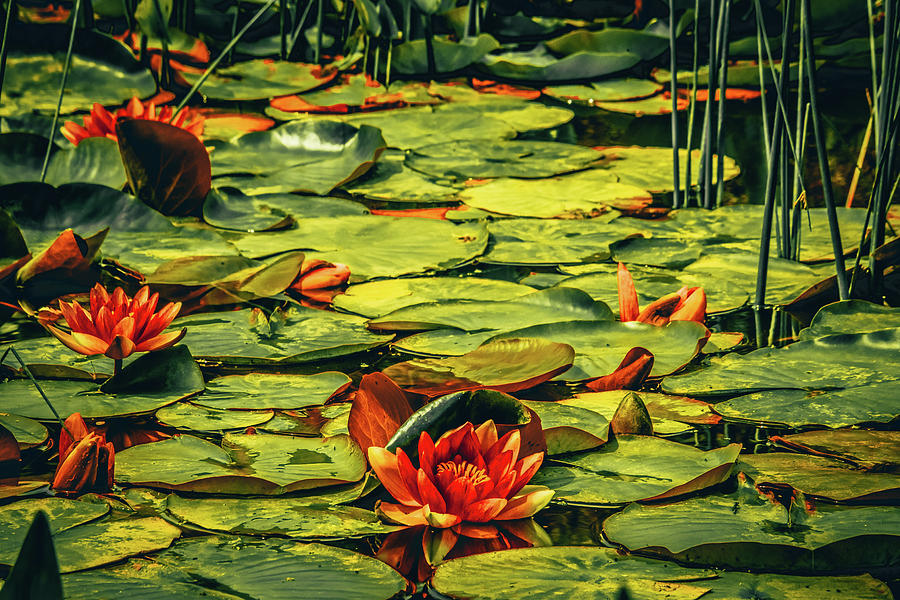Water Lilies Photograph by Bonnie Bruno