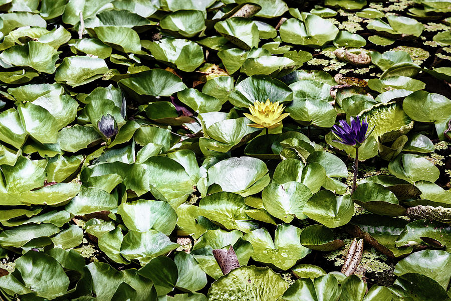 Water Lilies #3 Digital Art by Laura Diez
