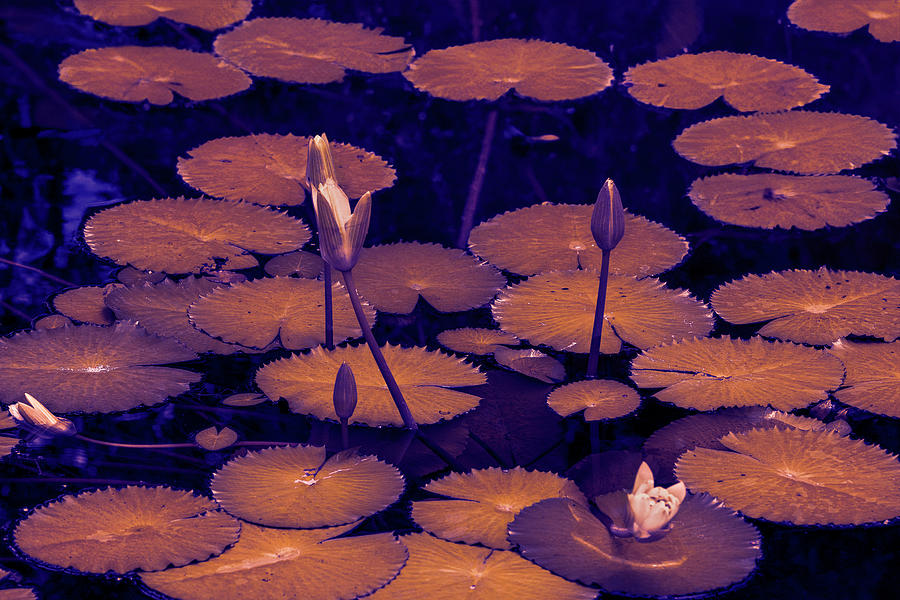 Water Lilies #3 Digital Art by Lumiere