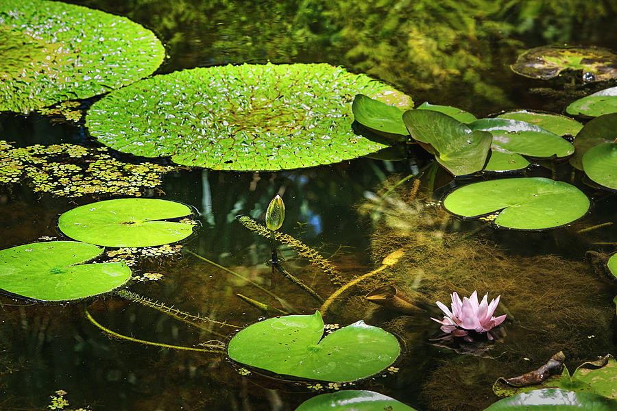 Water Lily Digital Art by Lumiere - Fine Art America