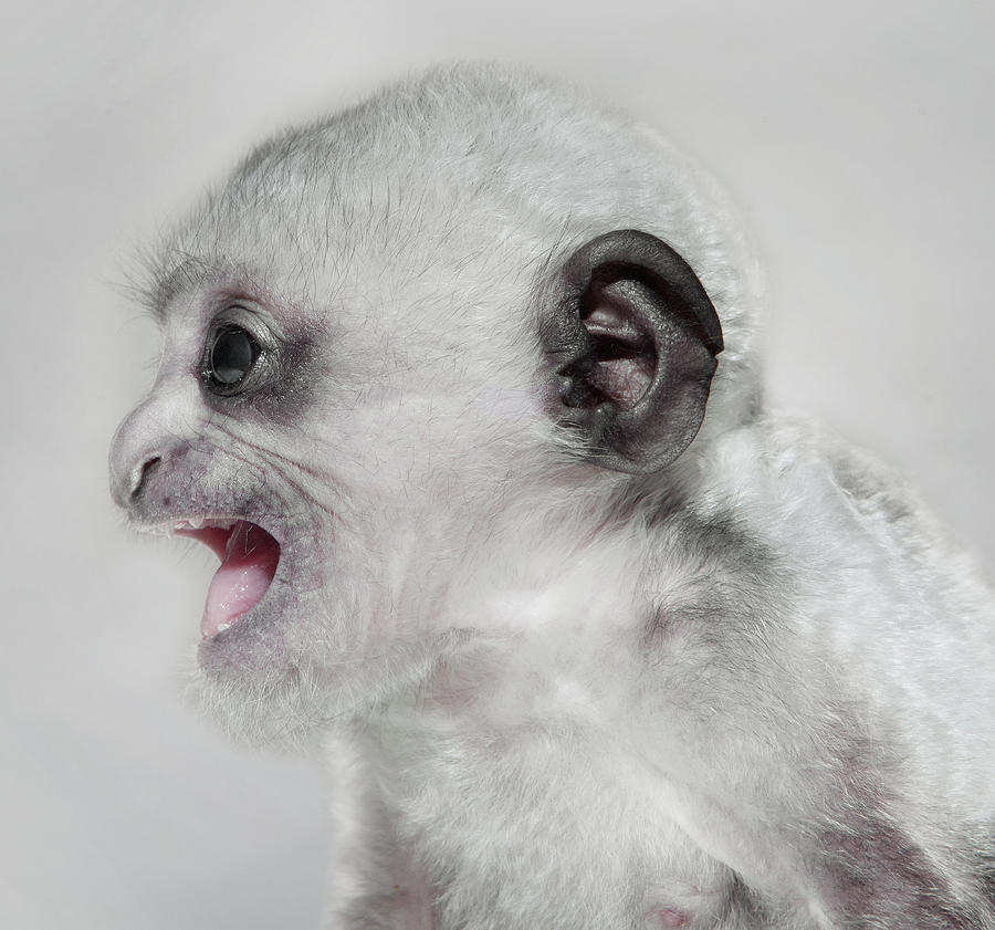 3 Week Old Monkey Mouth Open Photograph by Hollenderx2