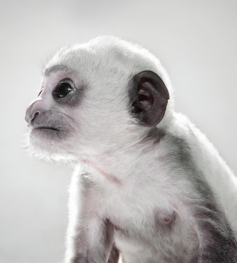 3 Week Old Monkey-side View Photograph by Hollenderx2