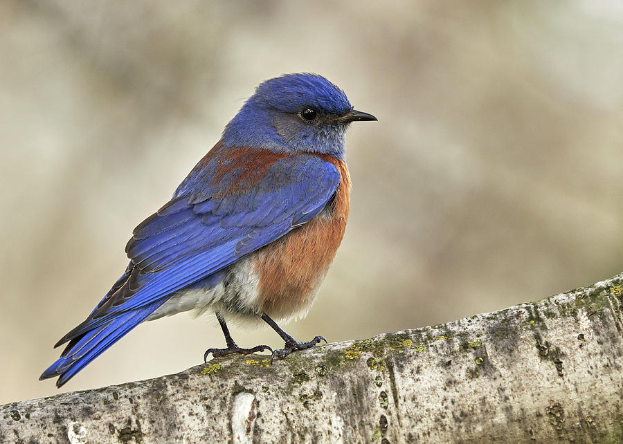 Birds Photograph - Western Bluebird by Doug Herr Birds Photograph - Western Bluebird by Doug Herr