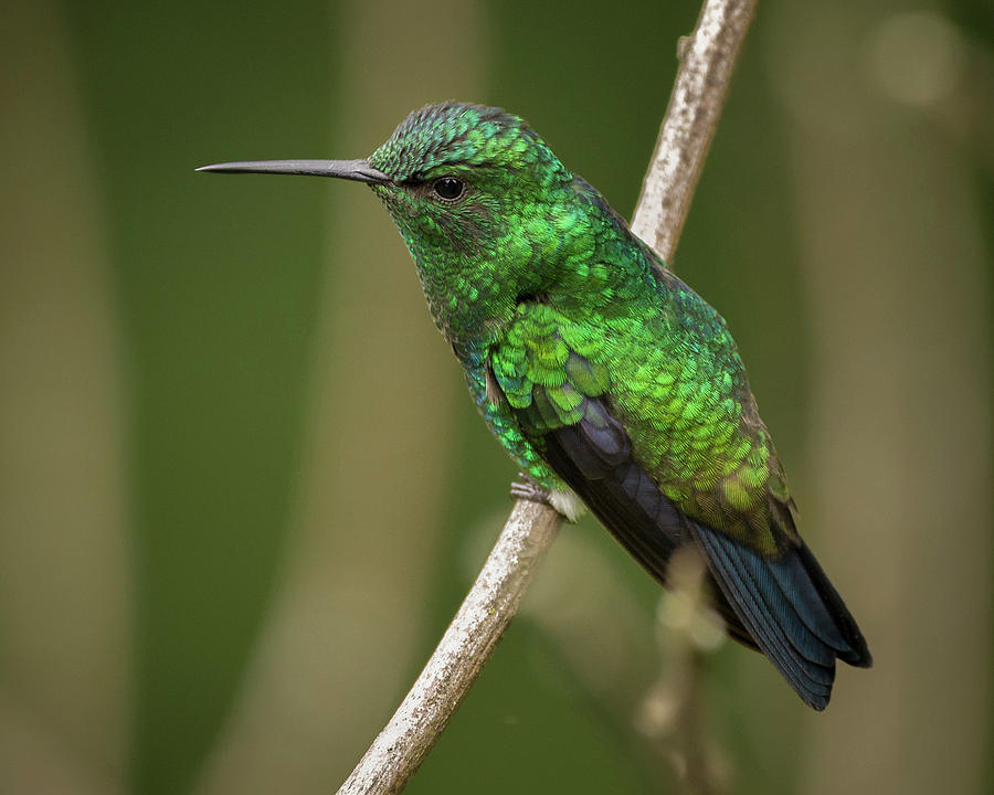 Western Emerald Jardin Botanico del Quindio Calarca Colombia #3 Photograph by Adam Rainoff