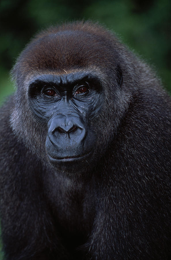Western Lowland Gorilla Gorilla Gorilla #3 Photograph by Nhpa