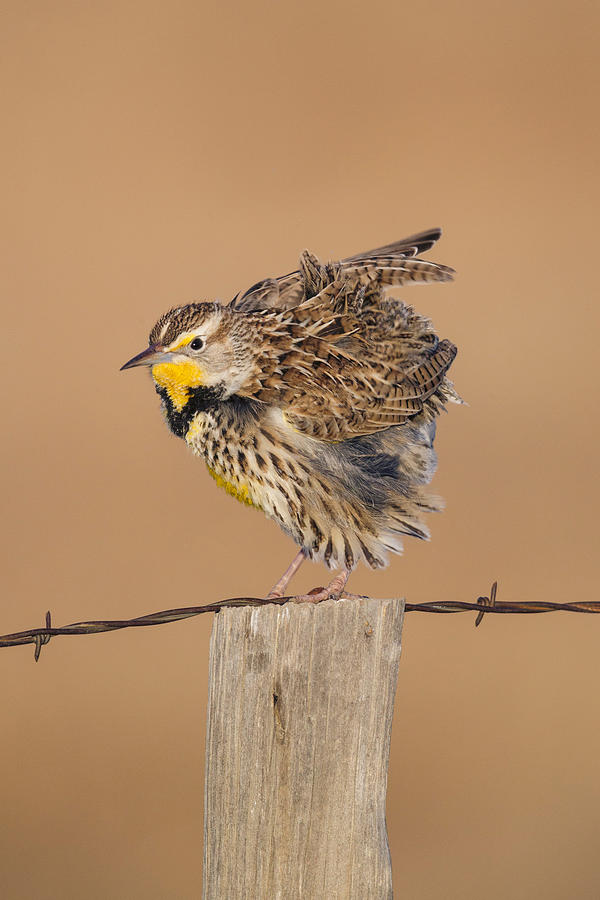 Meadowlark Photograph - Western Meadowlark #3 by James Zipp