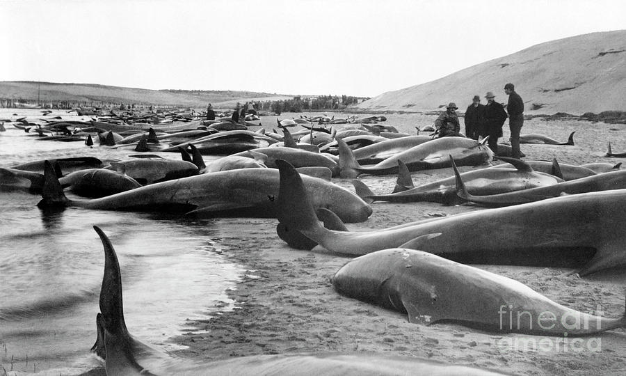 Whale Hunting #3 Photograph by Library Of Congress/science Photo Library
