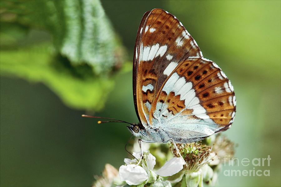 White Admiral Butterfly #3 Photograph by John Devries/science Photo Library