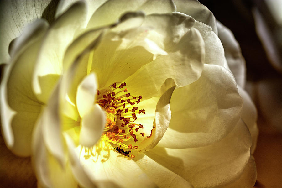 White and gold flowers Digital Art by Tsafreer Bernstein | Fine Art America