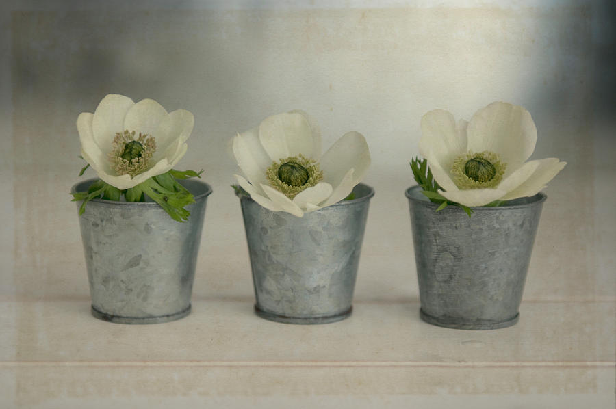 Still Life Photograph - 3 White Anemonies In Metal Vases by Tom Quartermaine