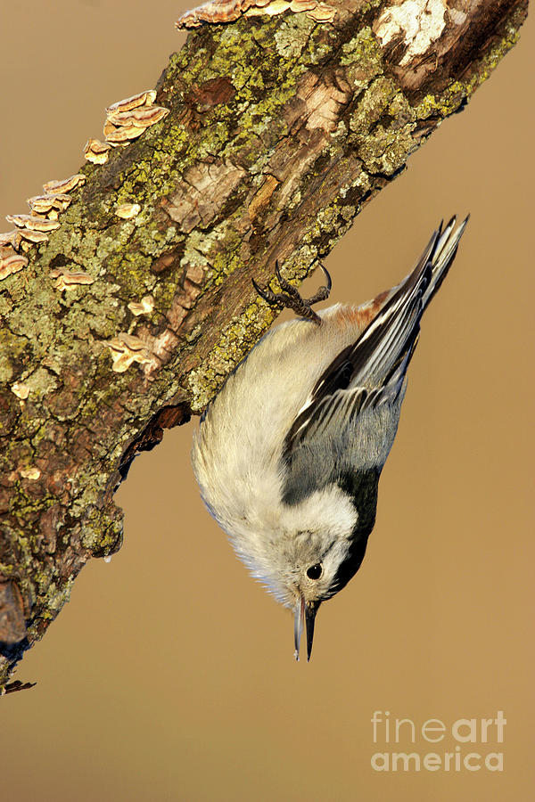 Wildlife Photograph - White-breasted Nuthatch #3 by Manuel Presti/science Photo Library