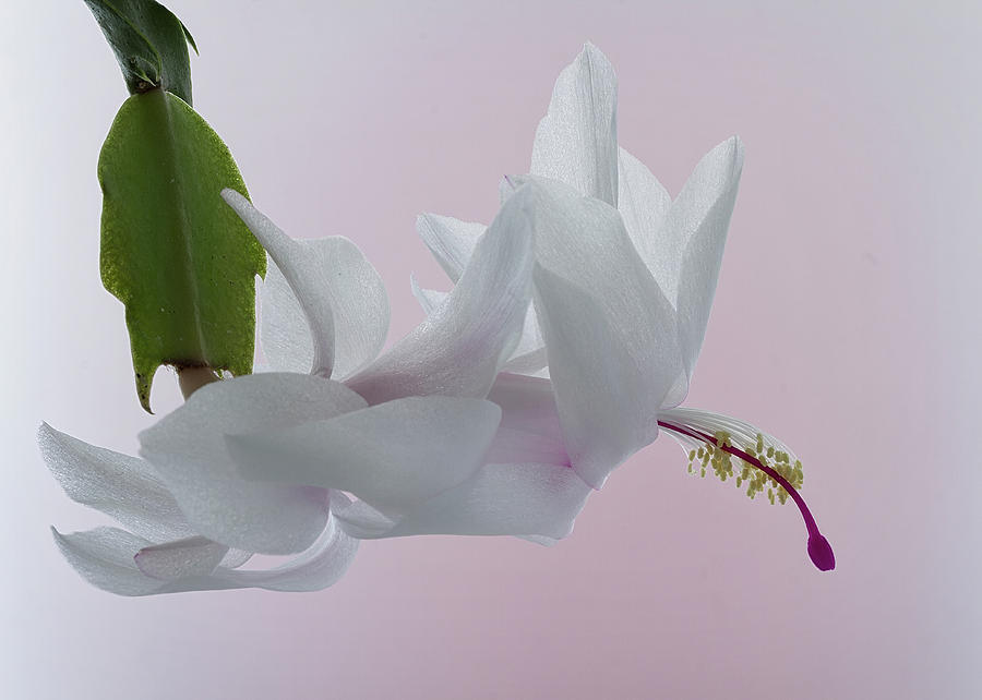 White Christmas Cactus #3 Photograph by Shirley Mitchell