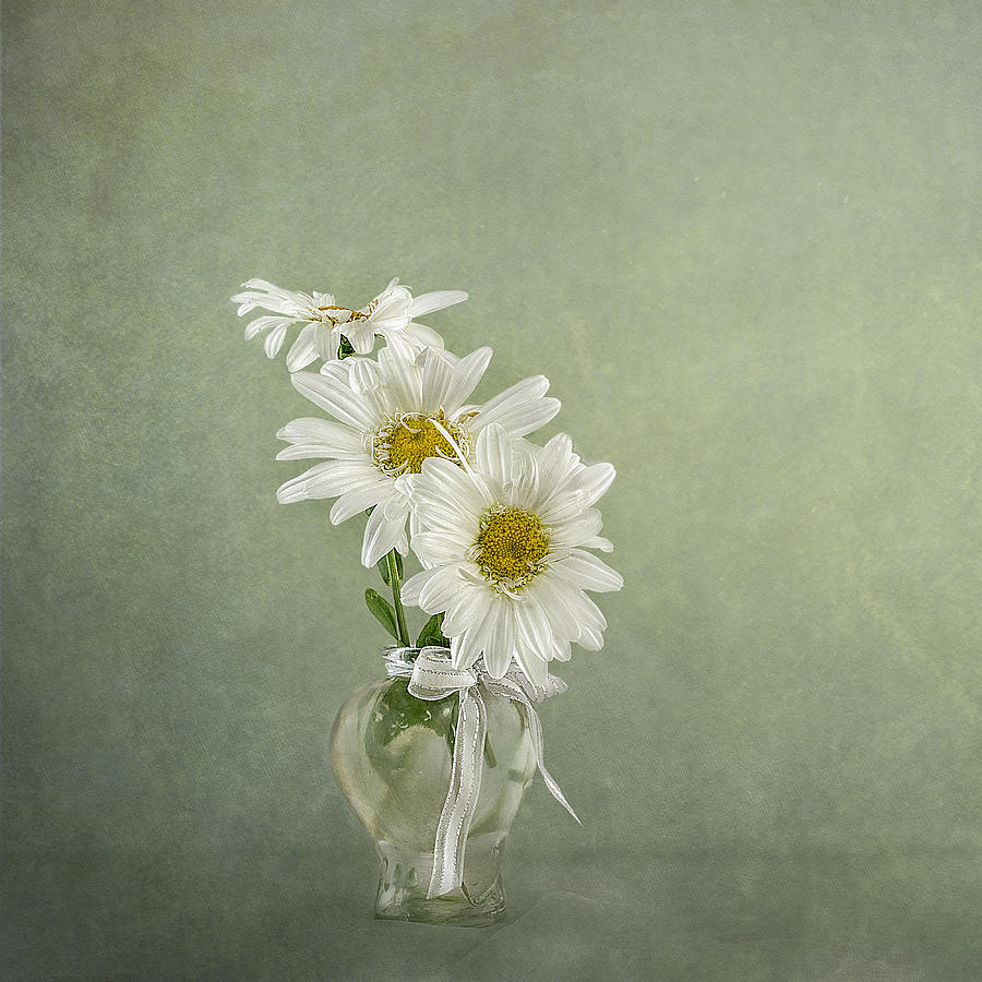 Flower Photograph - 3 White Daisies by Gaille Gray