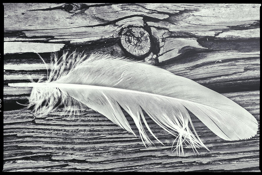 White Feather Against Wooden Floor #3 Digital Art by Laura Diez