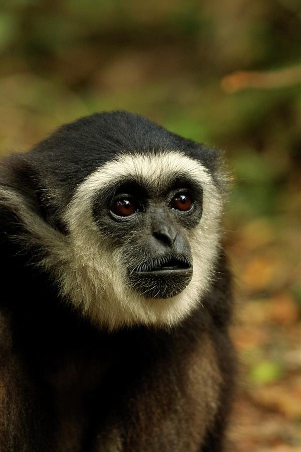 White-handed Gibbon. Monkeyland Photograph by Roger De La Harpe | Pixels