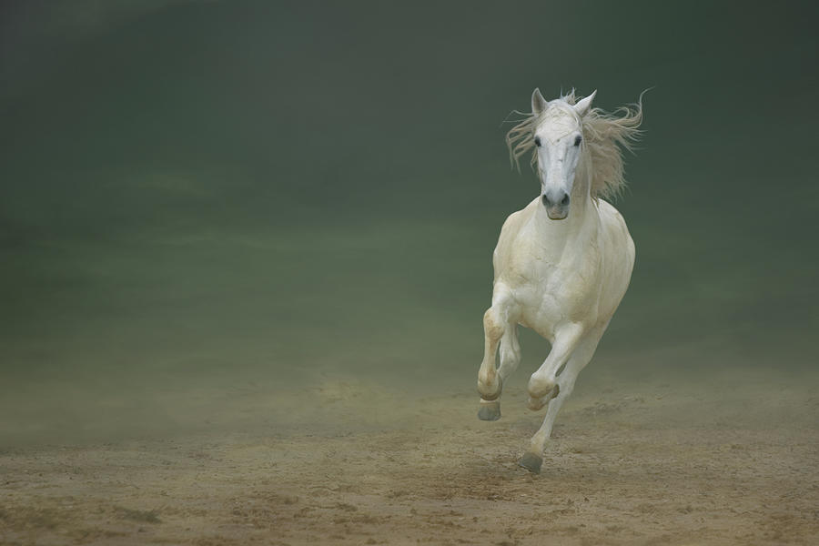 White Horse Galloping #3 Photograph by Christiana Stawski