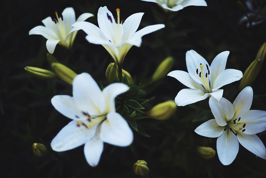White Lilium In Bloom In Sunset Light. Photograph by Cavan Images ...