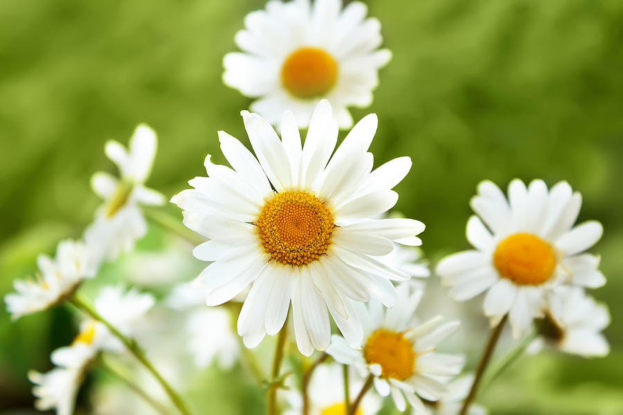 White Marguerite Flowers Photograph by Artush Foto - Pixels
