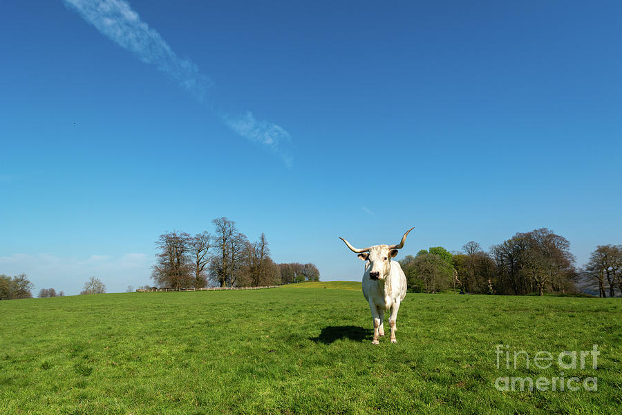 Bull Photograph - White Park Cattle Bull #3 by Andy Davies/science Photo Library