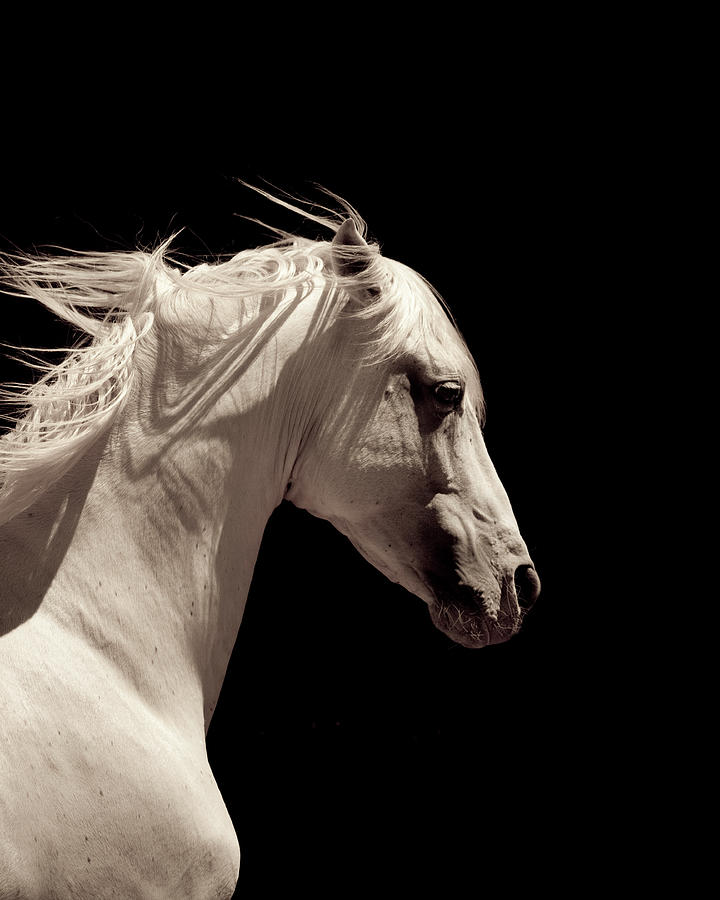 White Stallion Horse Andalusian Photograph by 66north