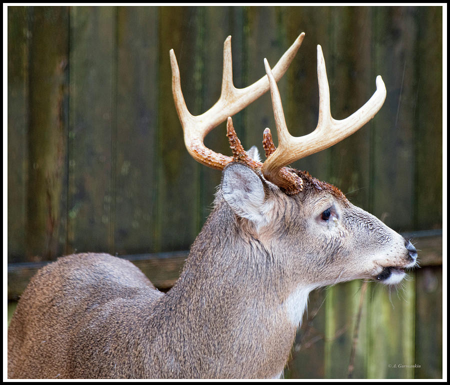 White-tailed Deer Buck with Antlers #3 Photograph by A Macarthur Gurmankin
