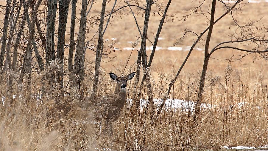 White Tailed Deer #3 Photograph by Davandra Cribbie