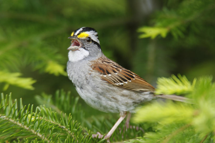 White-throated Sparrow #3 Photograph by James Zipp