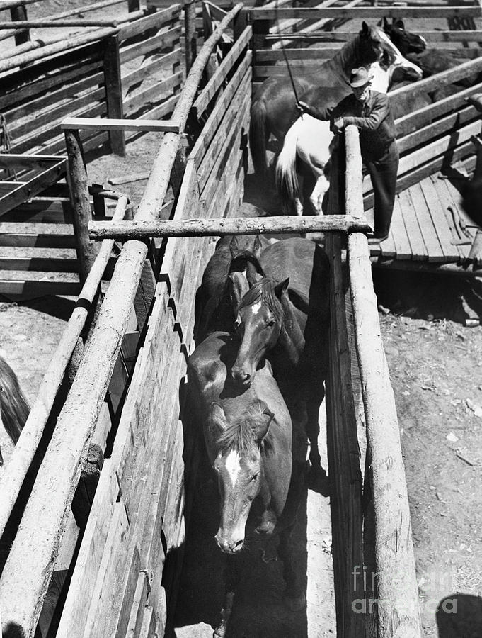 Wild Horse Auction And Rodeo #3 Photograph by Bettmann