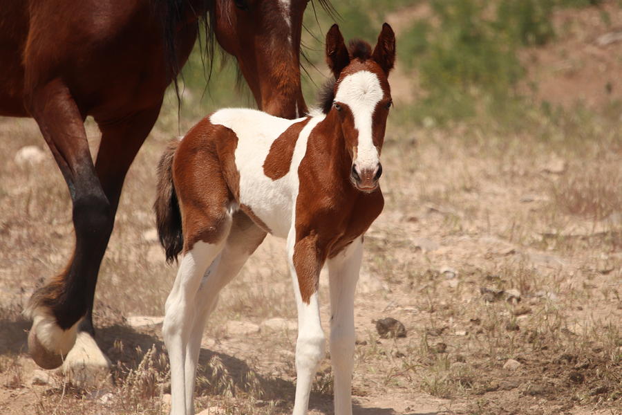 Wild Mustang Foal by Paul Comish Wild Mustang Foal by Paul Comish