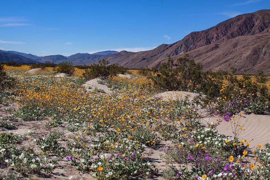 Wildflowers, Anza Borrego Desert State Photograph by Zandria Muench ...