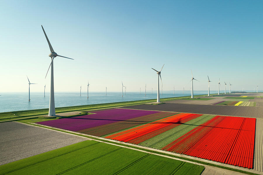 Nature Digital Art - Windfarms Both On And Offshore, Blossoming Bulb Fields In Polder, Urk, Flevoland, Netherlands #3 by Mischa Keijser