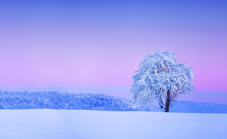 Winter Tree #3 Photograph by Bess Hamiti