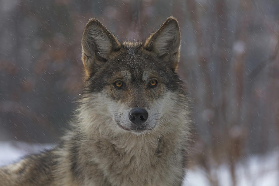 Wolf  #3 Photograph by Brian Cross