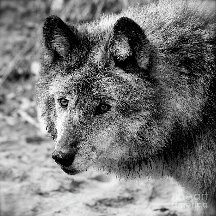 Wolf Photograph by Cheryl Hurtak | Fine Art America