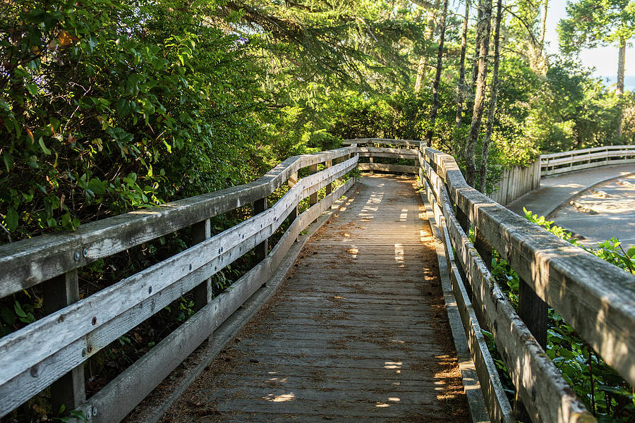 Wooden Footbridge Between The Tree-lined  That Comes Down From A High Point Of View Near The Dunes O Photograph