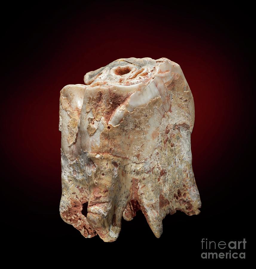 Woolly Rhinoceros Tooth #3 Photograph by Natural History Museum, London/science Photo Library