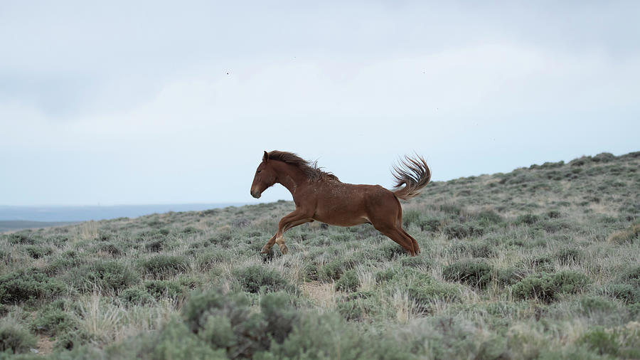 Wyoming Wild Horses #5 Photograph by Patrick Nowotny