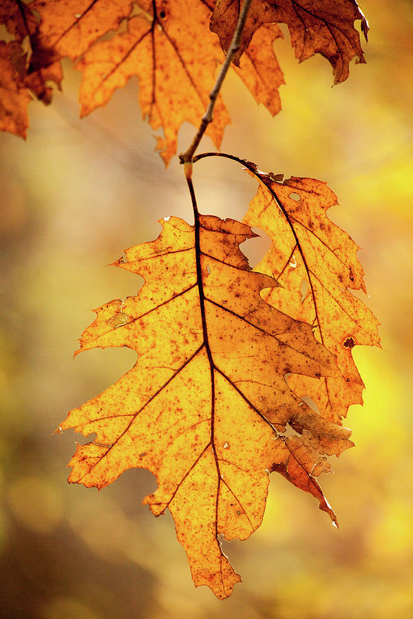 Yellow Autumn #3 Photograph by Karol Livote