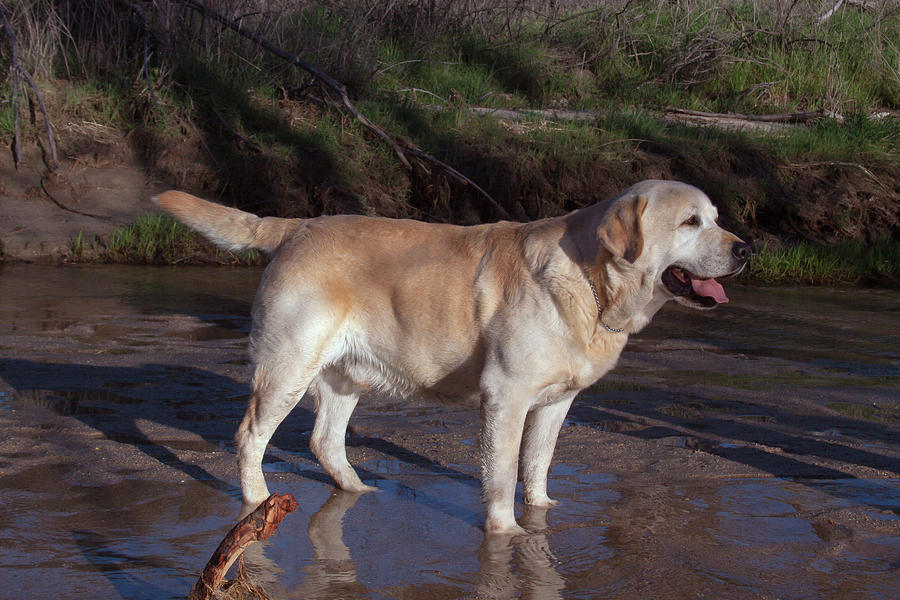 Dog Photograph - Yellow Labrador Retriever Standing #3 by Zandria Muench Beraldo