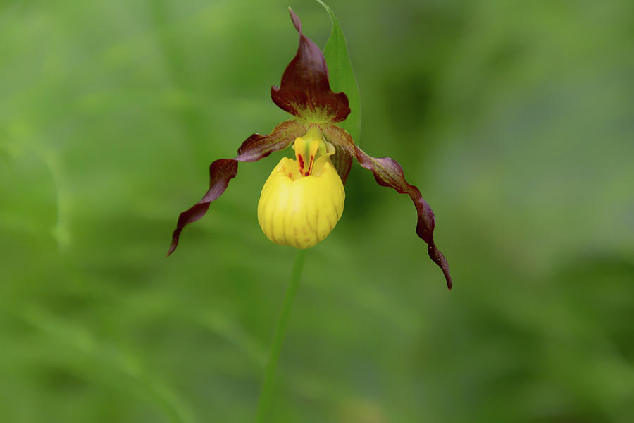 Yellow Lady Slipper Orchid Photograph 