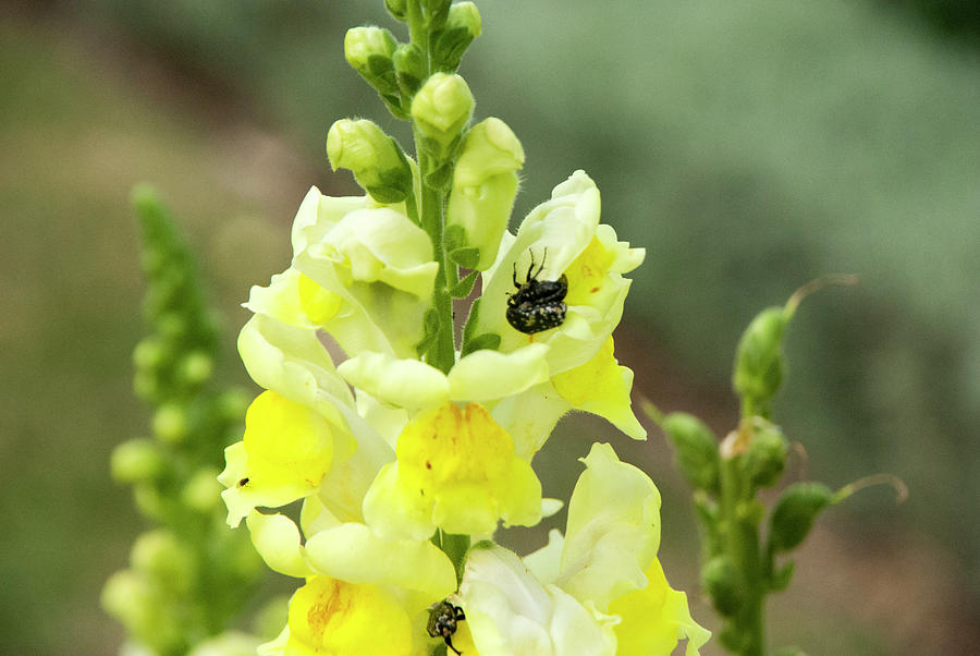 Yellow Snap Dragon Photograph by Etiebia Ncho Abbas Effendi