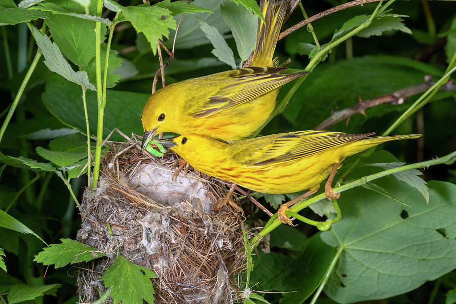 yellow warbler male and female