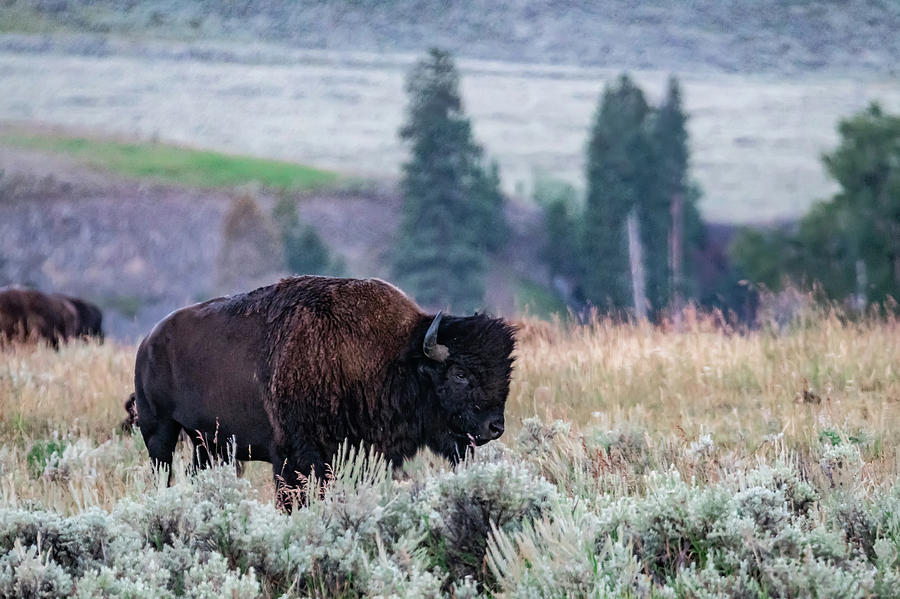 Yellowstone National Park Bison grazing in lamar valley #3 Photograph by Alex Grichenko