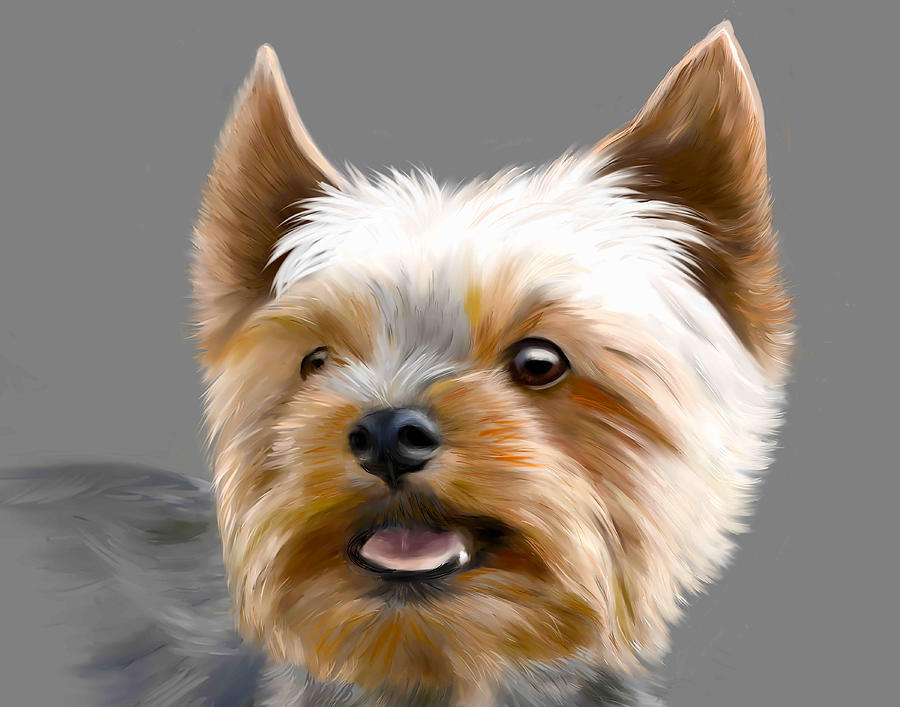 Yorkshire Terrier by Dave Byrne Yorkshire Terrier by Dave Byrne