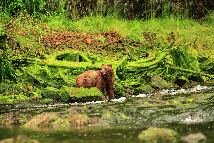Wildlife Photograph - Young Brown Bear Fishing For Spawning #3 by Stuart Westmorland