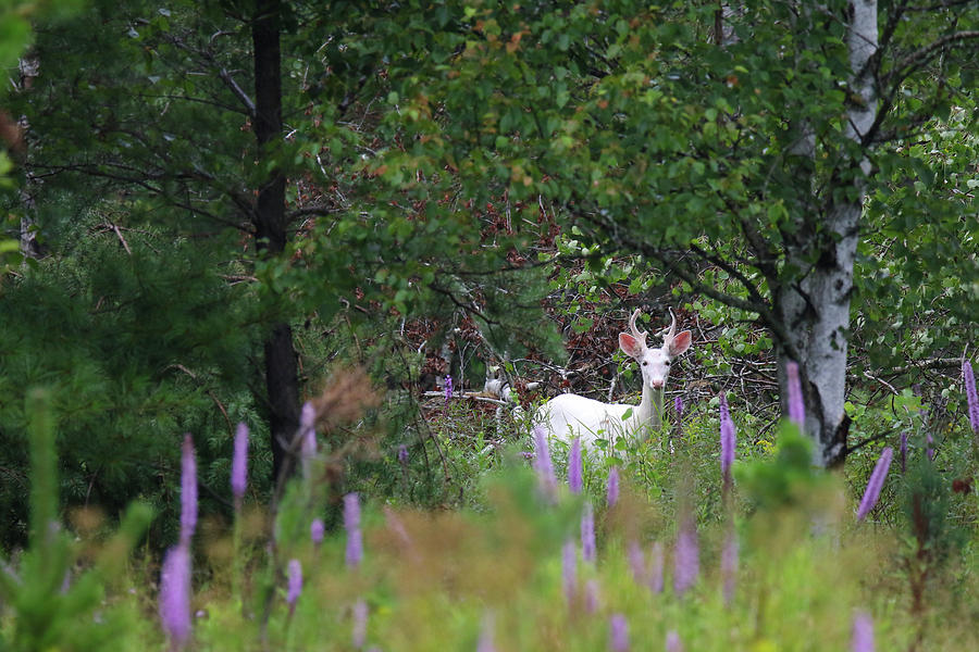 Young White Buck #3 Photograph by Brook Burling