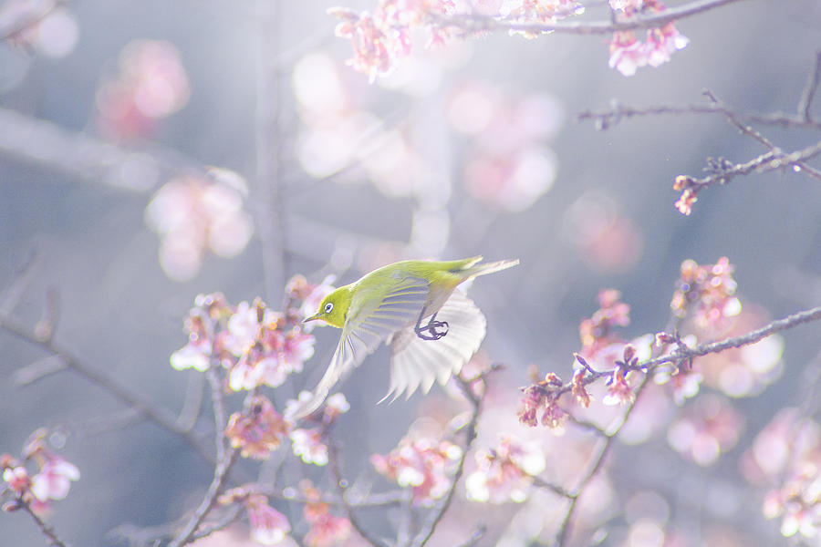 Zosterops Japonicus Photograph by Takashi Suzuki Fine Art America