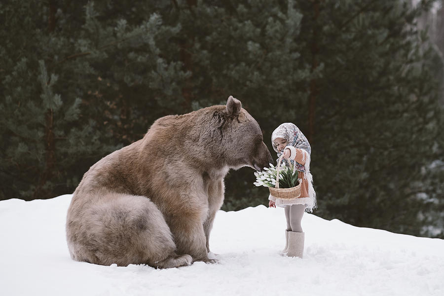 Bear Photograph - * #30 by Olga Barantseva